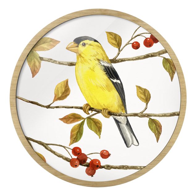Circular framed print - Birds And Berries - American Goldfinch