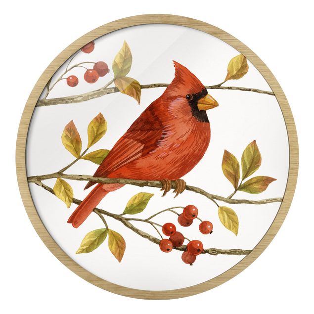 Circular framed print - Birds And Berries - Northern Cardinal