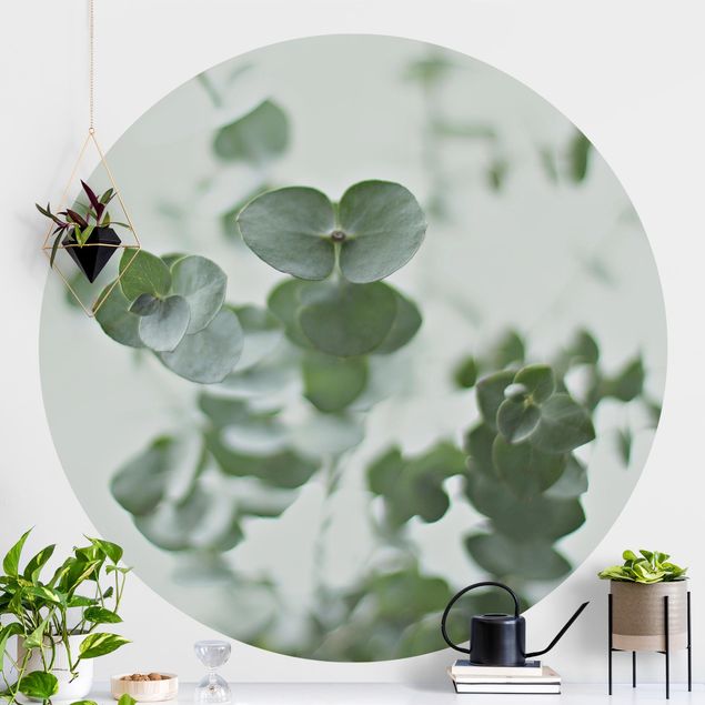 Wallpapers Growing Eucalyptus