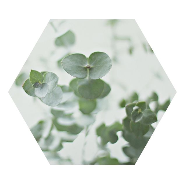 Forex hexagon - Growing Eucalyptus