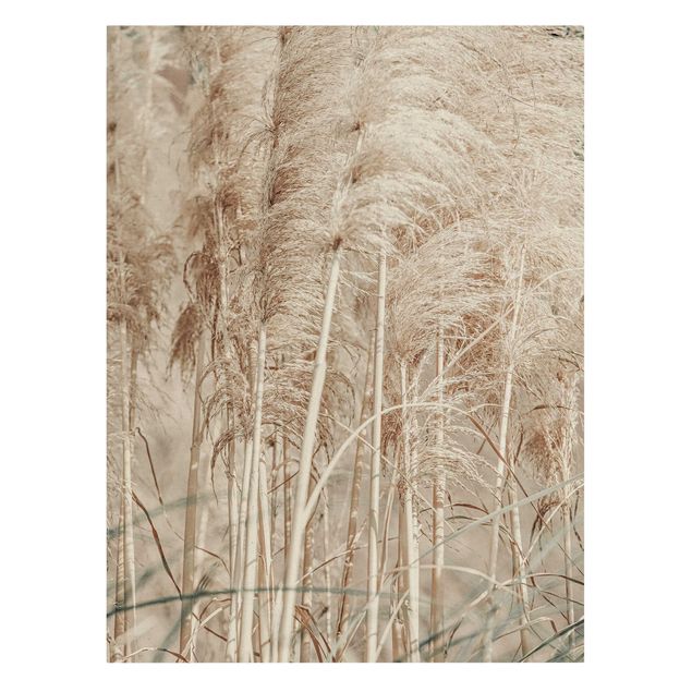 Canvas print gold - Warm Pampas Grass In Summer