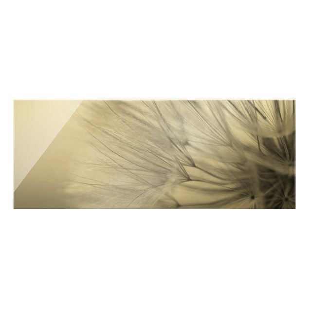 Glass print - Soft Dandelions II - Panorama