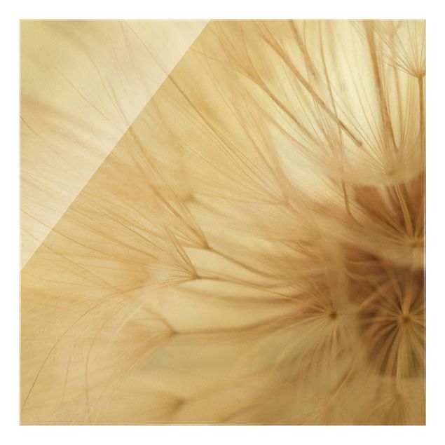 Glass print - Soft Dandelions