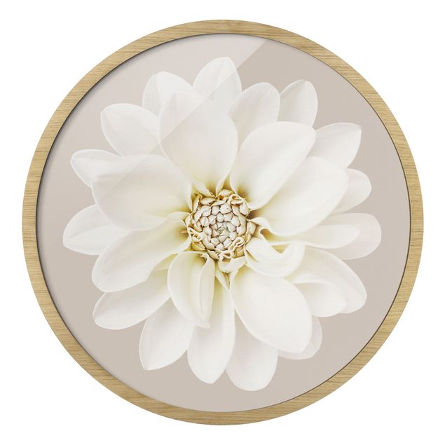 Circular framed print - White Dahlia On Cream