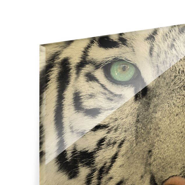 Glass print - White Tiger - Landscape format