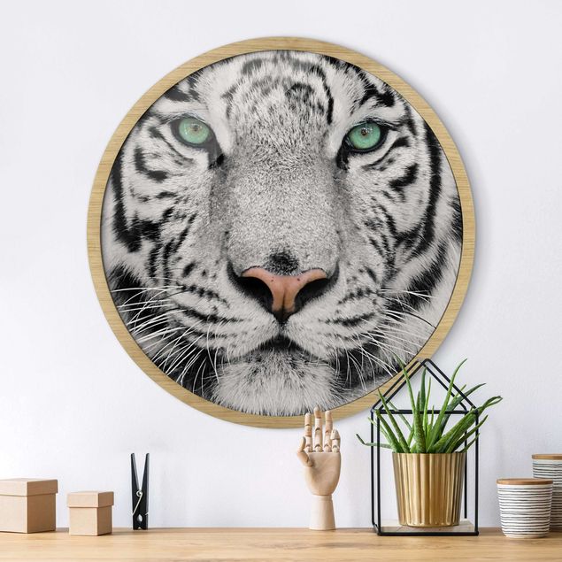 Framed prints round White Tiger