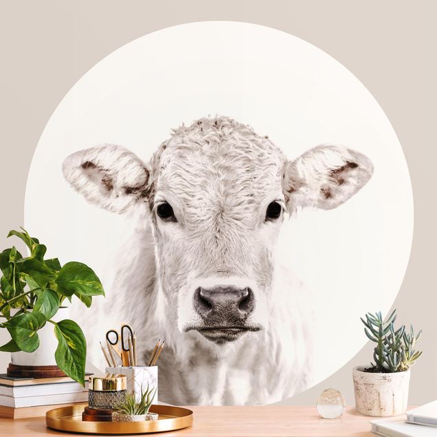 Wallpapers White Calf