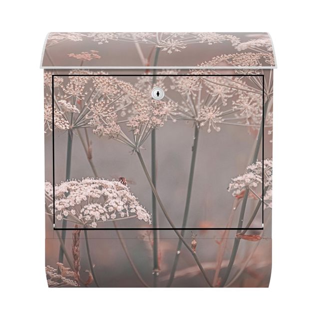 Letterbox - Wild Apiaceae