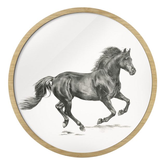 Circular framed print - Study Of Wild Horses - Stallion