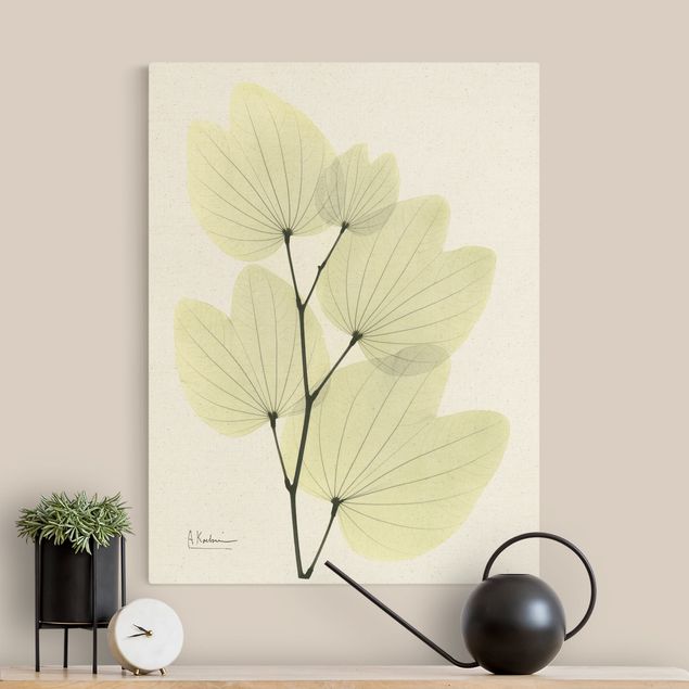 Natural canvas print - X-Ray - Orchid Tree Leaves - Portrait format 3:4