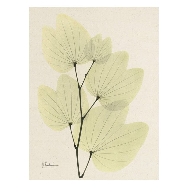 Natural canvas print - X-Ray - Orchid Tree Leaves - Portrait format 3:4