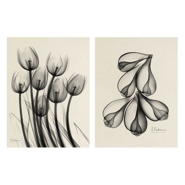 Print on canvas - X-Ray - Tulips & Fig Shells