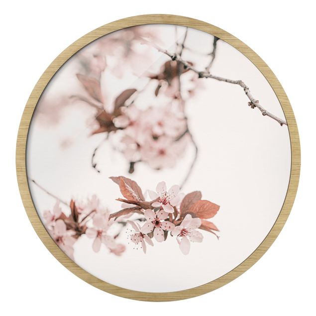 Circular framed print - Delicate Cherry Blossoms On A Twig