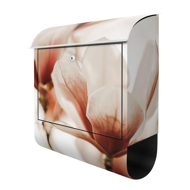 Letterbox - Delicate Magnolia Flowers In An Interplay Of Light And Shadows