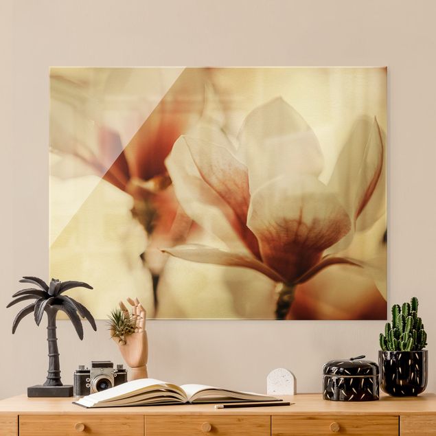 Glass print - Delicate Magnolia Flowers In An Interplay Of Light And Shadows - Landscape format