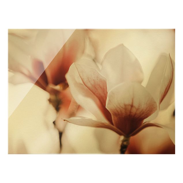 Glass print - Delicate Magnolia Flowers In An Interplay Of Light And Shadows - Landscape format