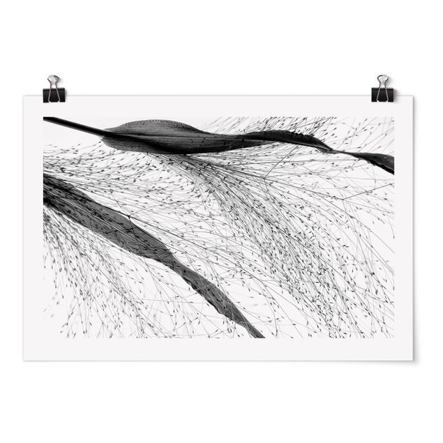Poster - Delicate Reed With Subtle Buds Black And White