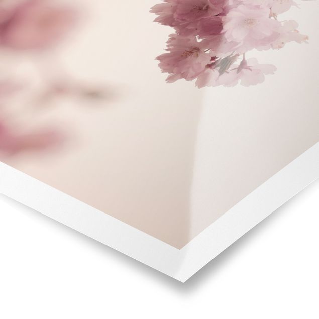 Poster - Pale Pink Spring Flower With Bokeh