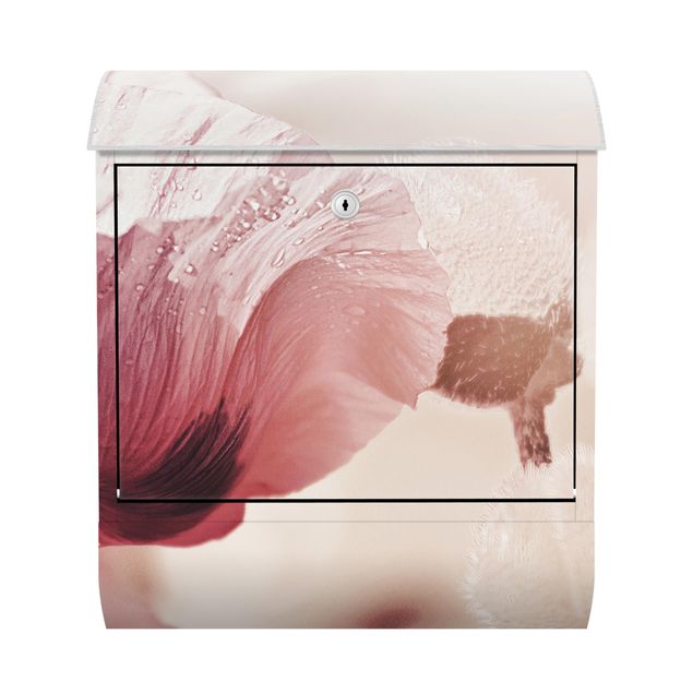 Letterbox - Pale Pink Poppy Flower With Water Drops