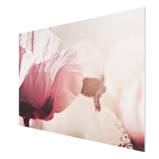 Print on forex - Pale Pink Poppy Flower With Water Drops - Landscape format 3:2
