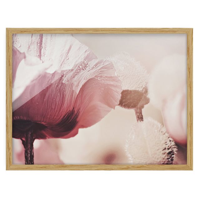 Framed poster - Pale Pink Poppy Flower With Water Drops