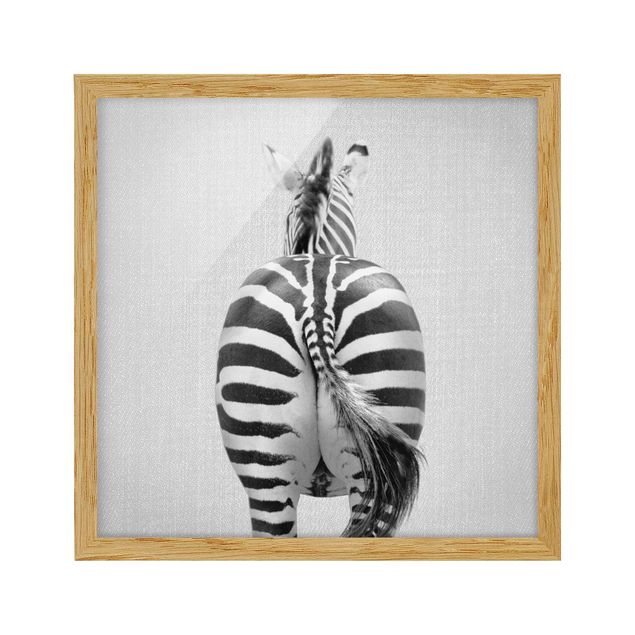 Framed poster - Zebra From Behind Black And White