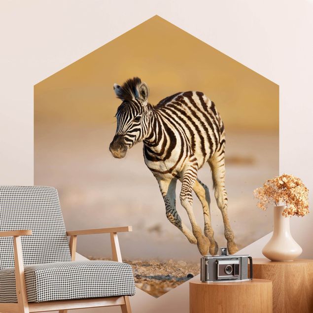Wallpapers Zebra Foal