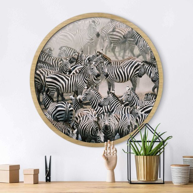 Framed prints round Zebra Herd