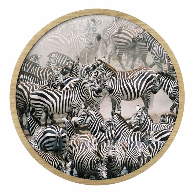 Circular framed print - Zebra Herd