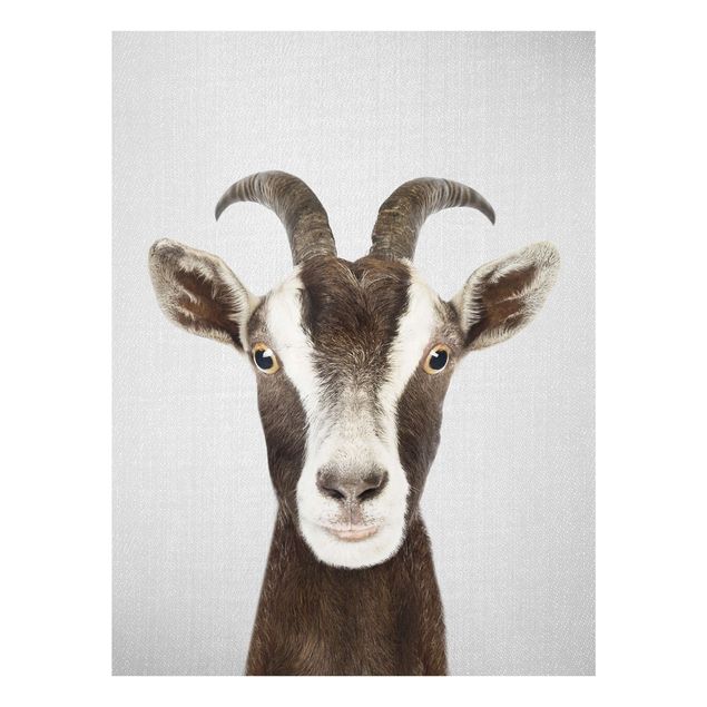 Glass print - Goat Zora