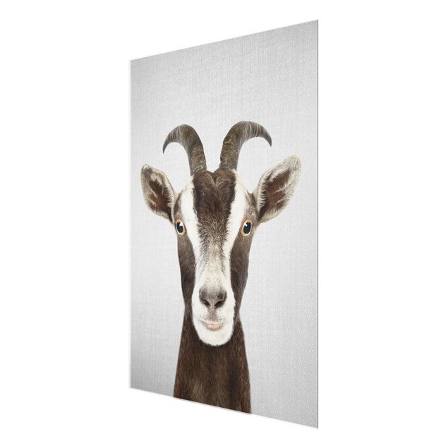Glass print - Goat Zora