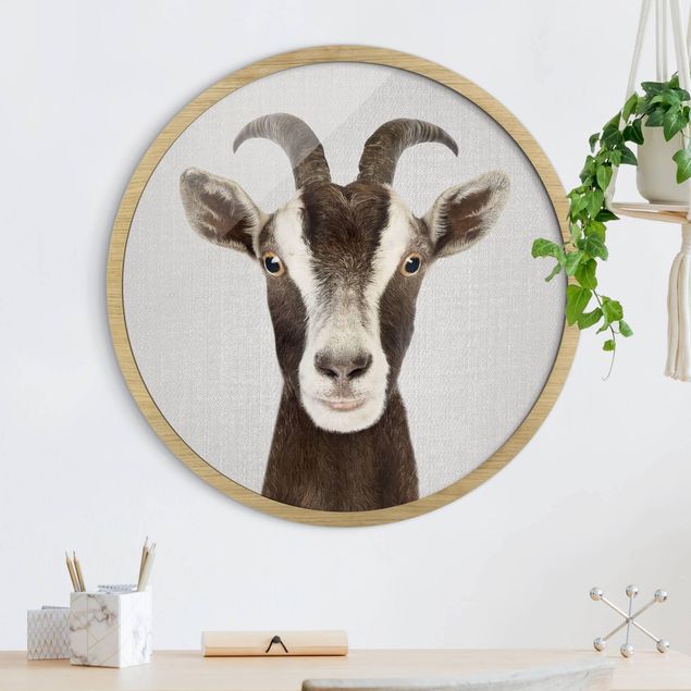 Framed prints round Goat Zora