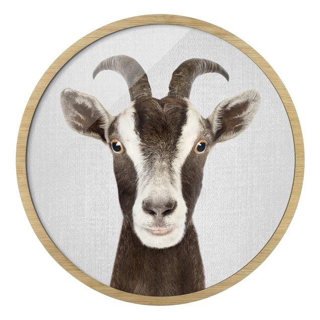 Circular framed print - Goat Zora